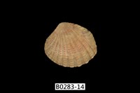 藏品(厚殼縱簾蛤)的圖片